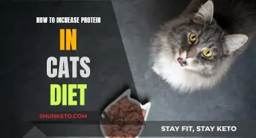 Boosting Your Cat's Protein Intake: A Guide