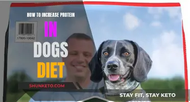 Increasing Protein in Your Dog's Diet: What You Need to Know
