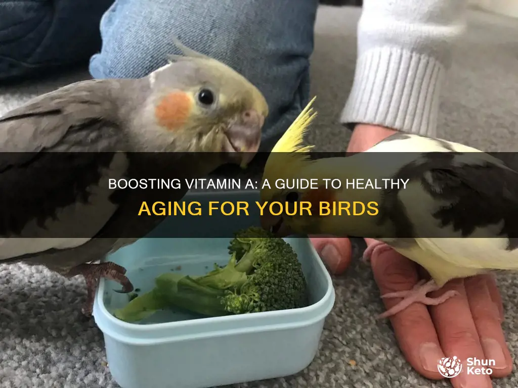 how to increase vitamin a in my elderly birds diet