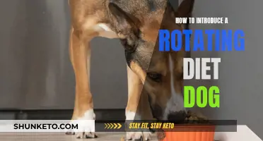 Rotating Diet for Dogs: A Healthy, Happy Approach