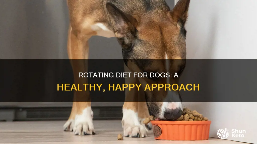 how to introduce a rotating diet dog