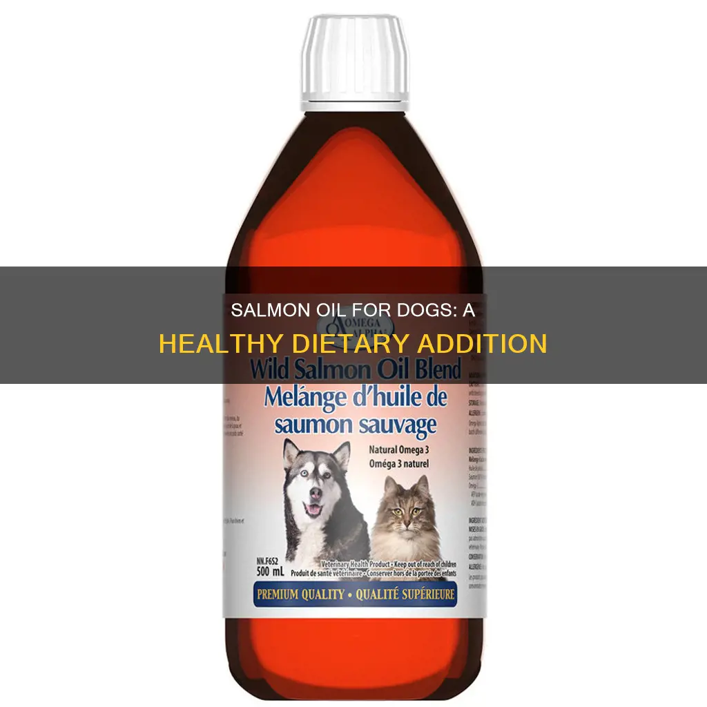 how to introduce salmon oil into a dogs diet
