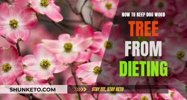 Protecting Dogwood Trees: Preventing Decline and Death