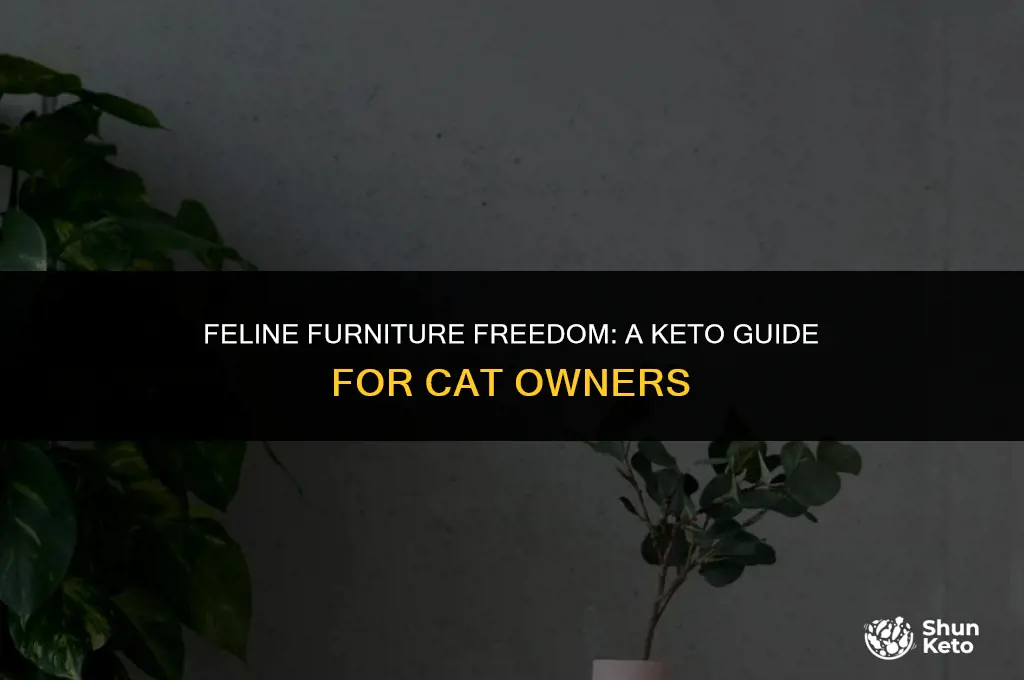 how to keto cats off furniture