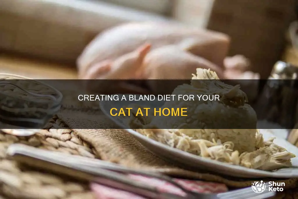 how to make a bland diet for cats