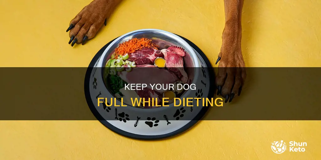 how to make a dog on a diet feel full
