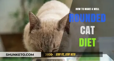 Creating a Balanced Diet for Your Cat's Health