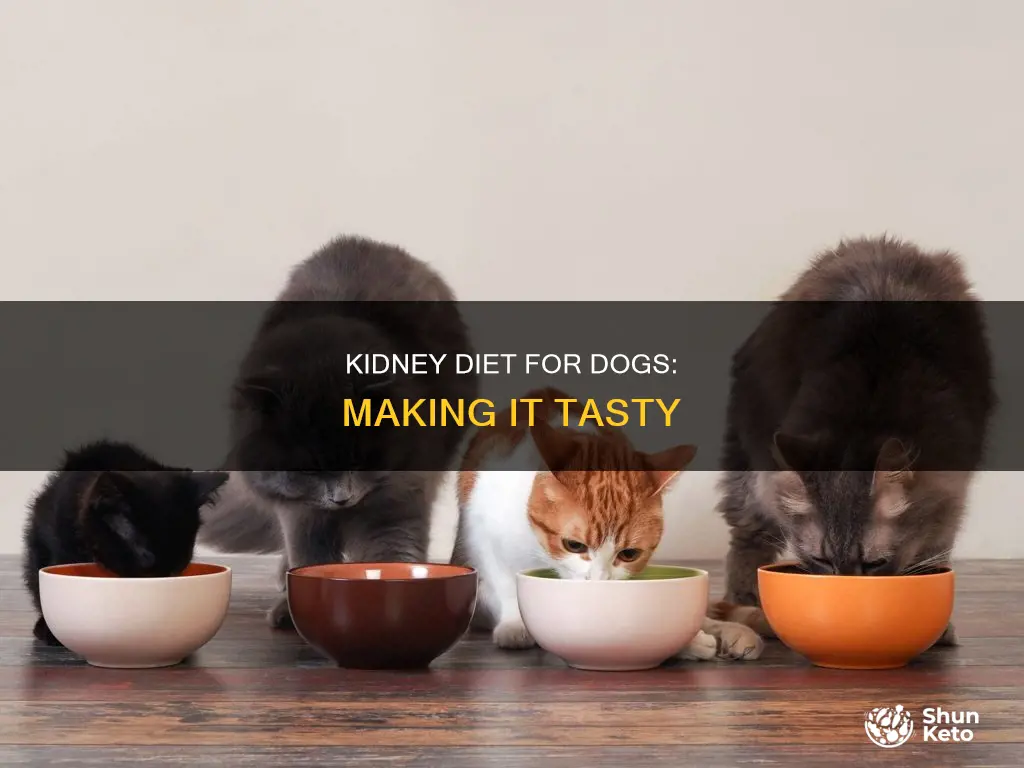 how to make kidney diet taste better for dog