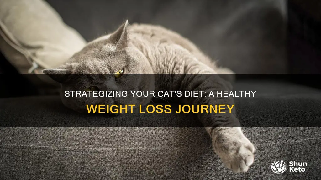 how to make your cat diet