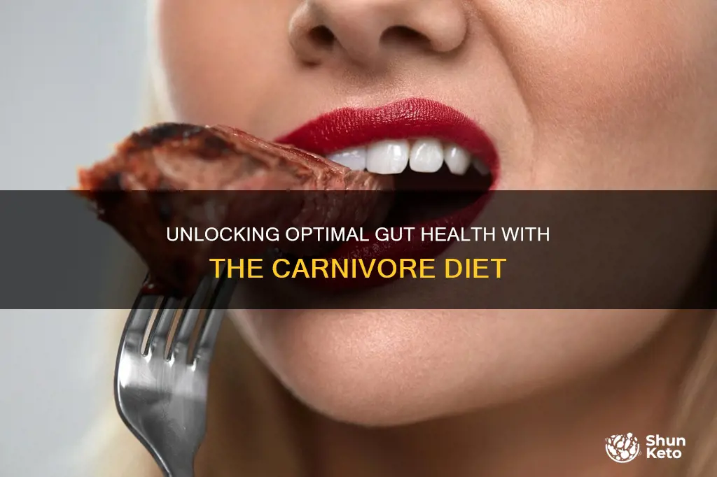 how to optimize gut health carnivore diet