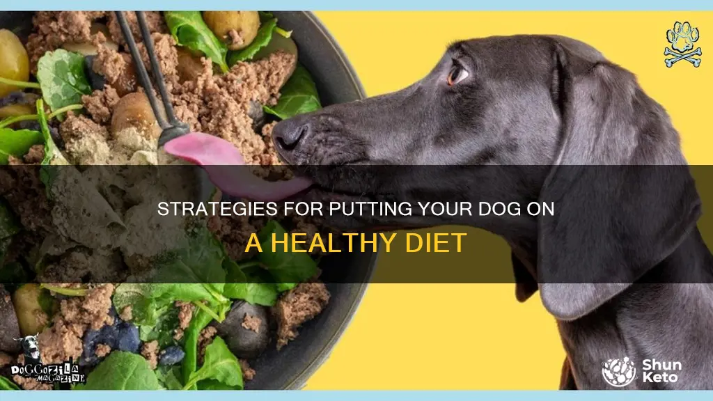how to out a dog on a diet