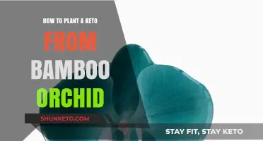 From Bamboo to Keto: A Beginner's Guide to Planting Orchid Keto