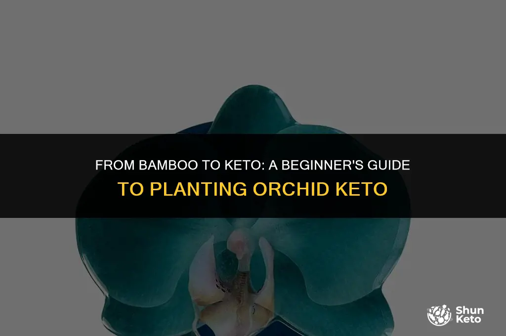 how to plant a keto from bamboo orchid