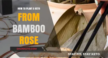 Cultivating Keto: A Guide to Planting Bamboo Roses
