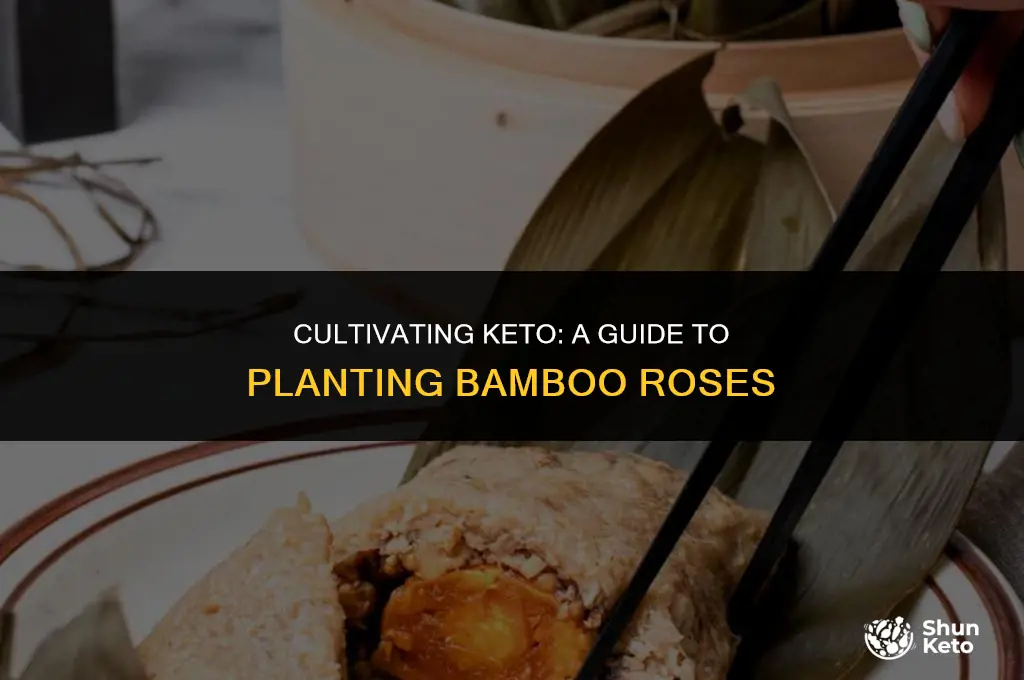 how to plant a keto from bamboo rose
