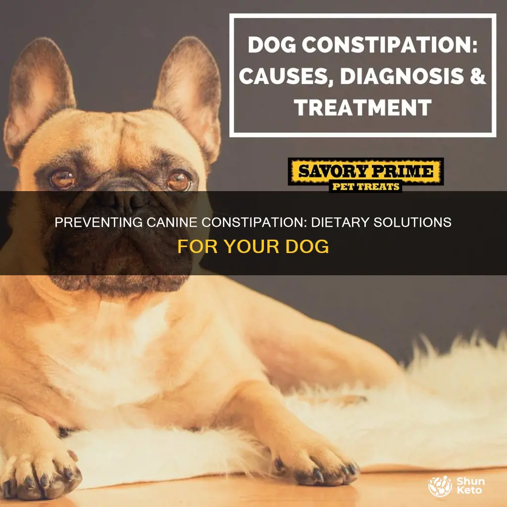 how to prevent my dog from having constipation thru diet