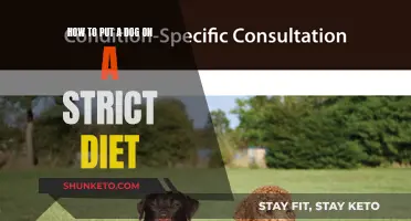Putting Your Dog on a Strict Diet: What You Need to Know