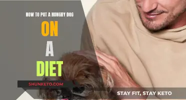 Feeding a Hungry Pooch: Strategies for Dieting Your Dog