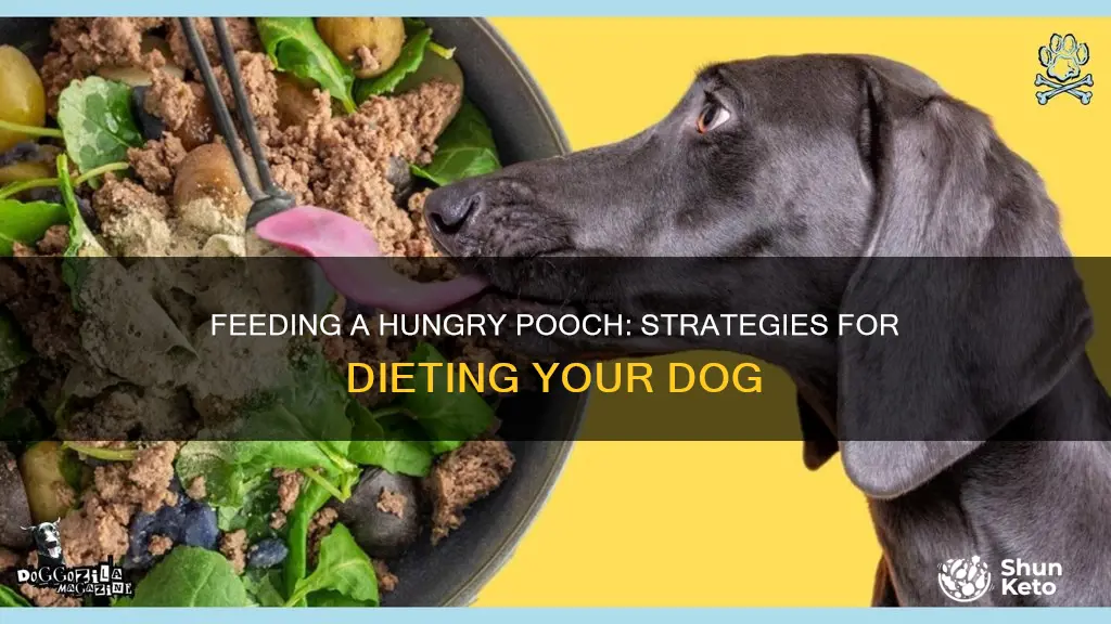 how to put a hungry dog on a diet