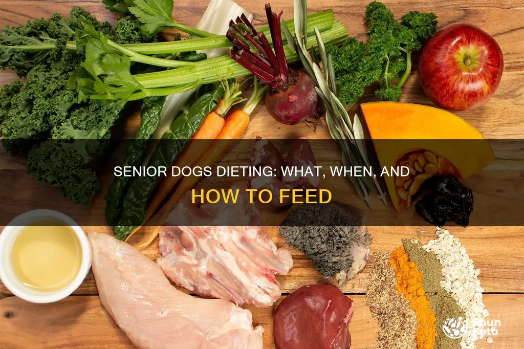 how to put a senior dog on a diet