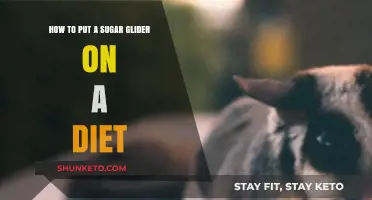 Sugar Glider Diet: What, When, and How to Feed