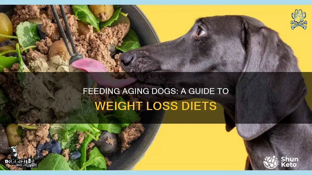 how to put an old dog on a diet