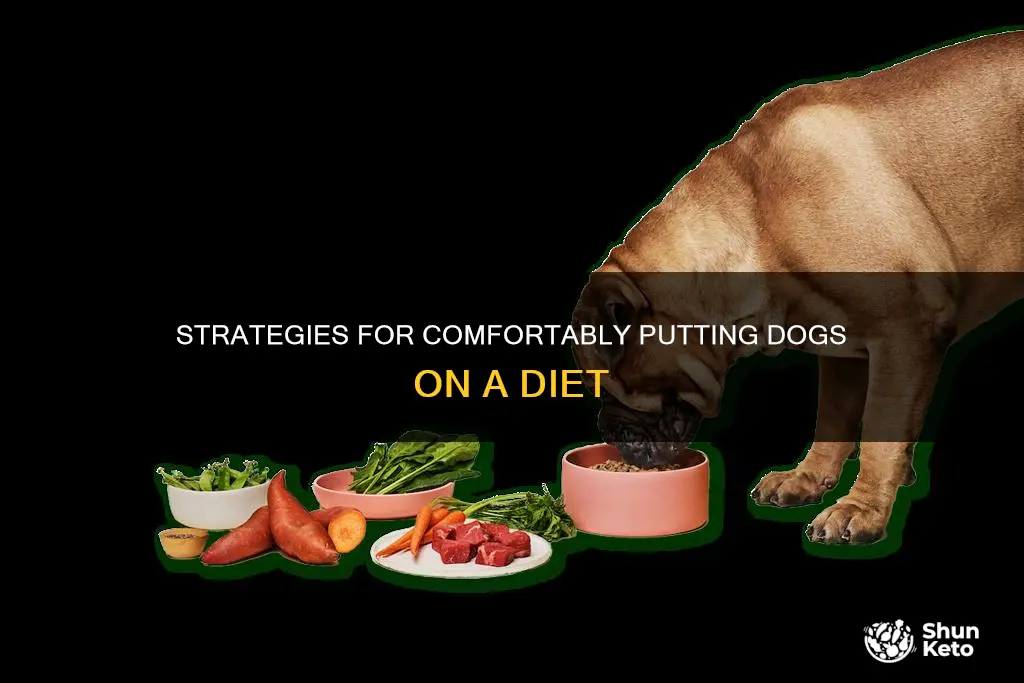 how to put dogs on a diet comfortably