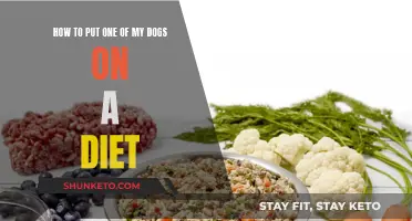 Strategizing a Diet for Your Dog: A Healthy Weight Loss Plan