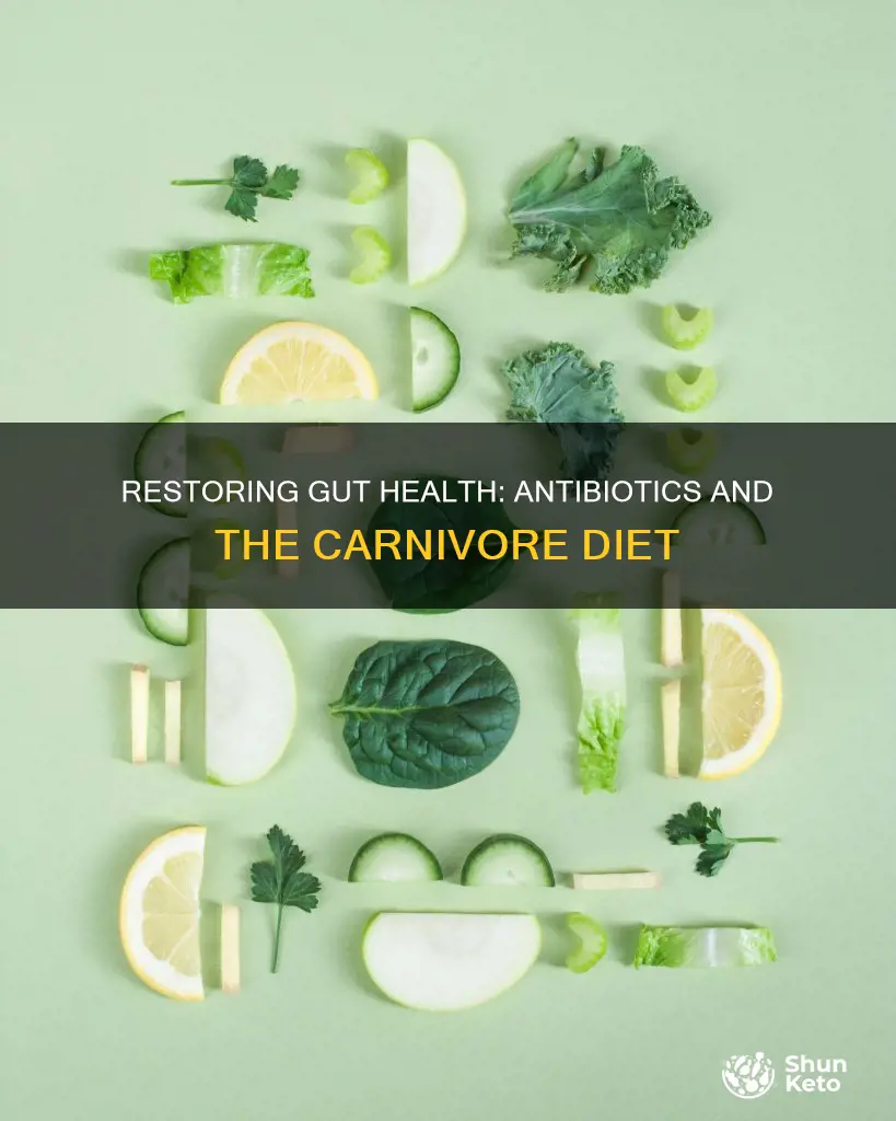 how to quickly restore gut biome after antibiotics carnivore diet
