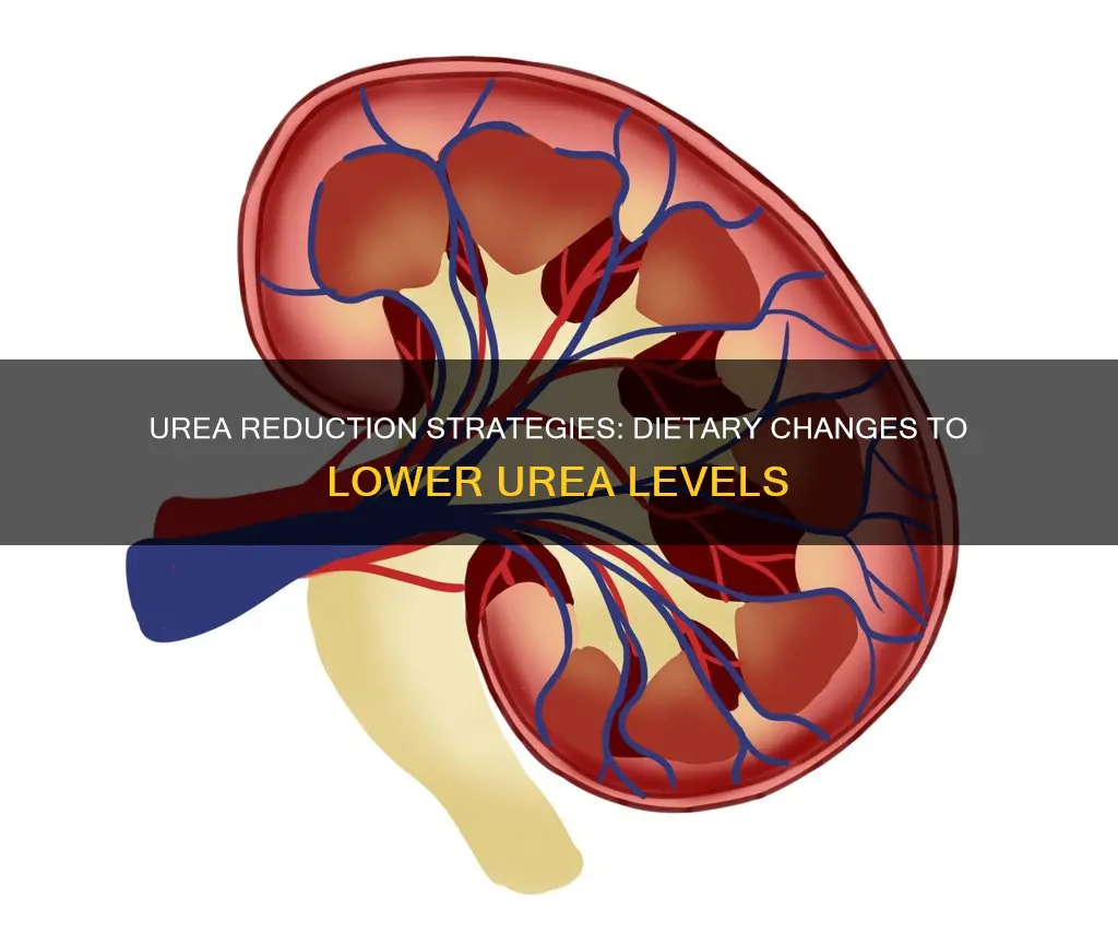 how to reduce blood urea by diet