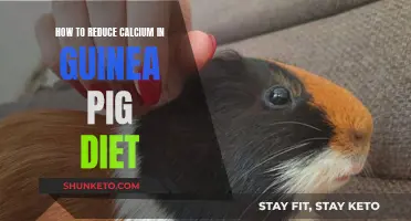 Healthy Guinea Pig Diet: Tips to Lower Calcium Intake