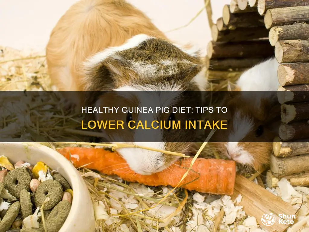 how to reduce calcium in guinea pig diet