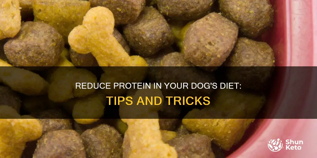 how to reduce protein in dogs diet