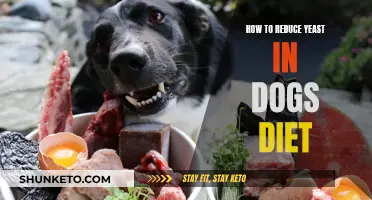 Reduce Yeast in Your Dog's Diet: A Natural Approach