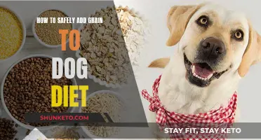 Grain in Dog Diet: Safe Practices