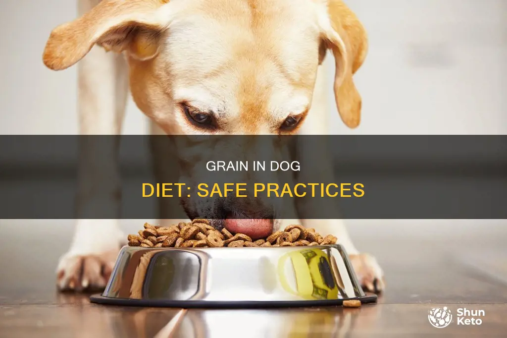 how to safely add grain to dog diet