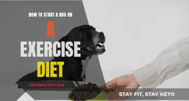 Kick-Start Your Dog's Fitness Journey: A Guide