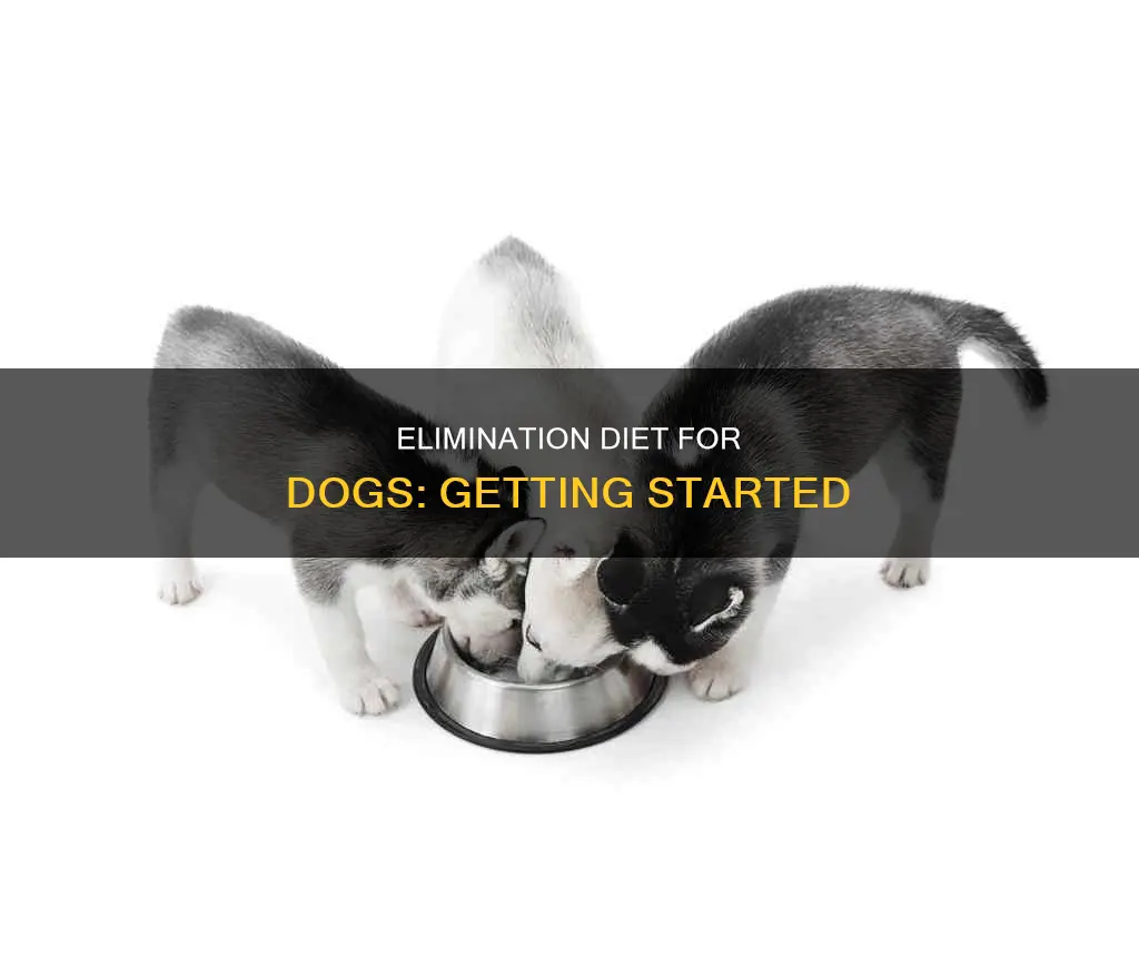 how to start an elimination diet for dogs