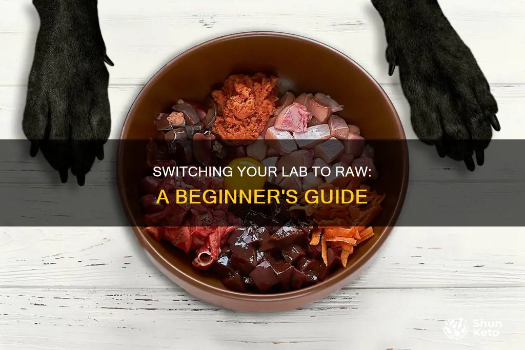how to start my 56lb lab on raw diet