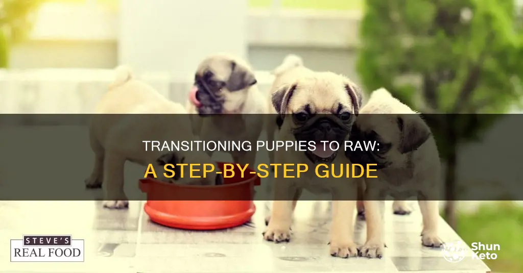 how to start puppies on raw diet