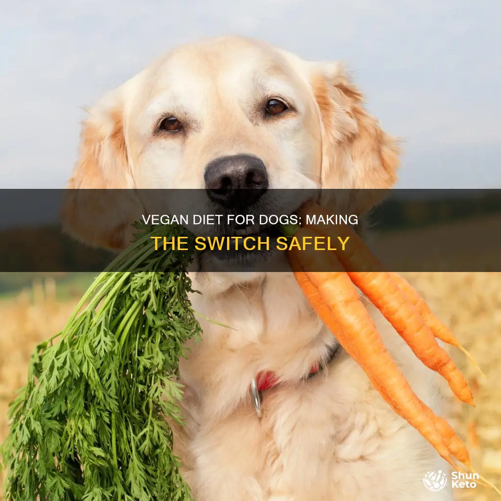 how to switch dog to vegan diet