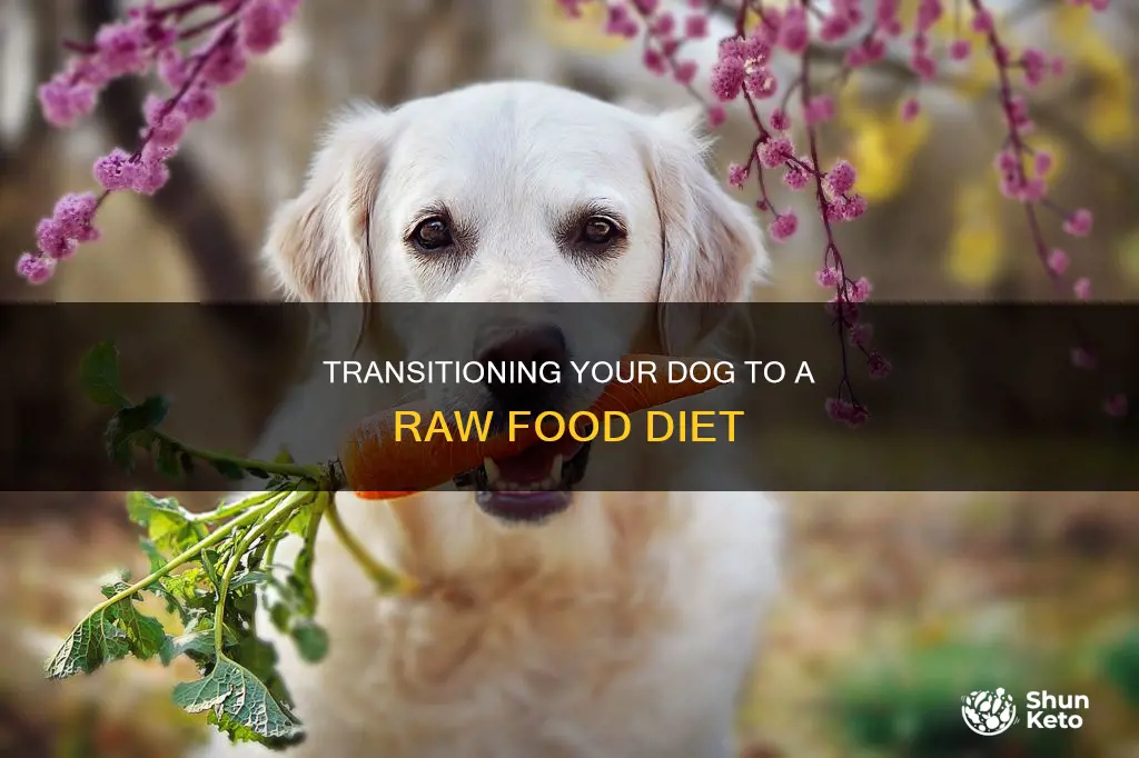 how to transition dog to hp diet