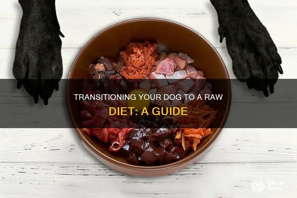 how to transition dog to raw diet