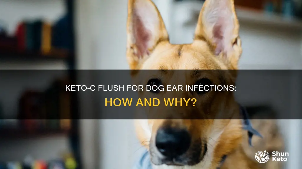 how to use keto-c flush for dogs ears