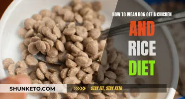 Transitioning Your Dog's Diet: From Chicken and Rice