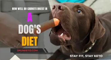 Carrots for Canines: Digestion and Dietary Benefits