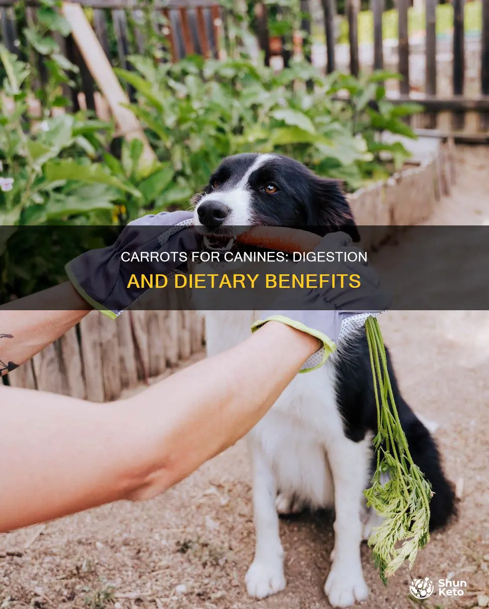 how well do carrots digest in a dog
