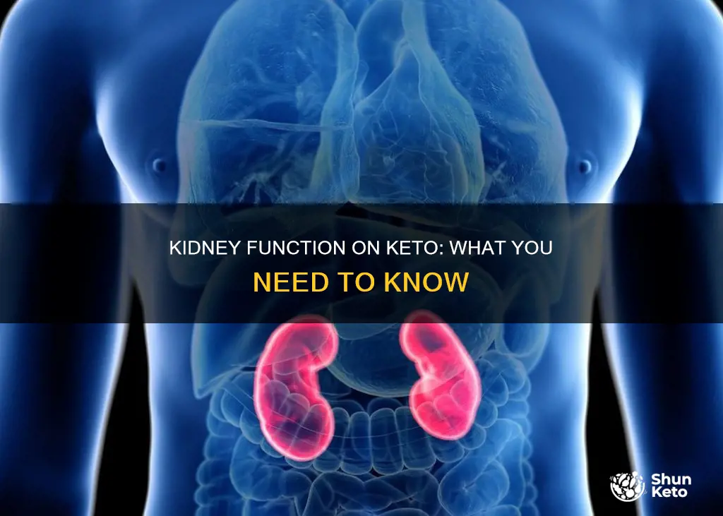 how your kidneys work on keto