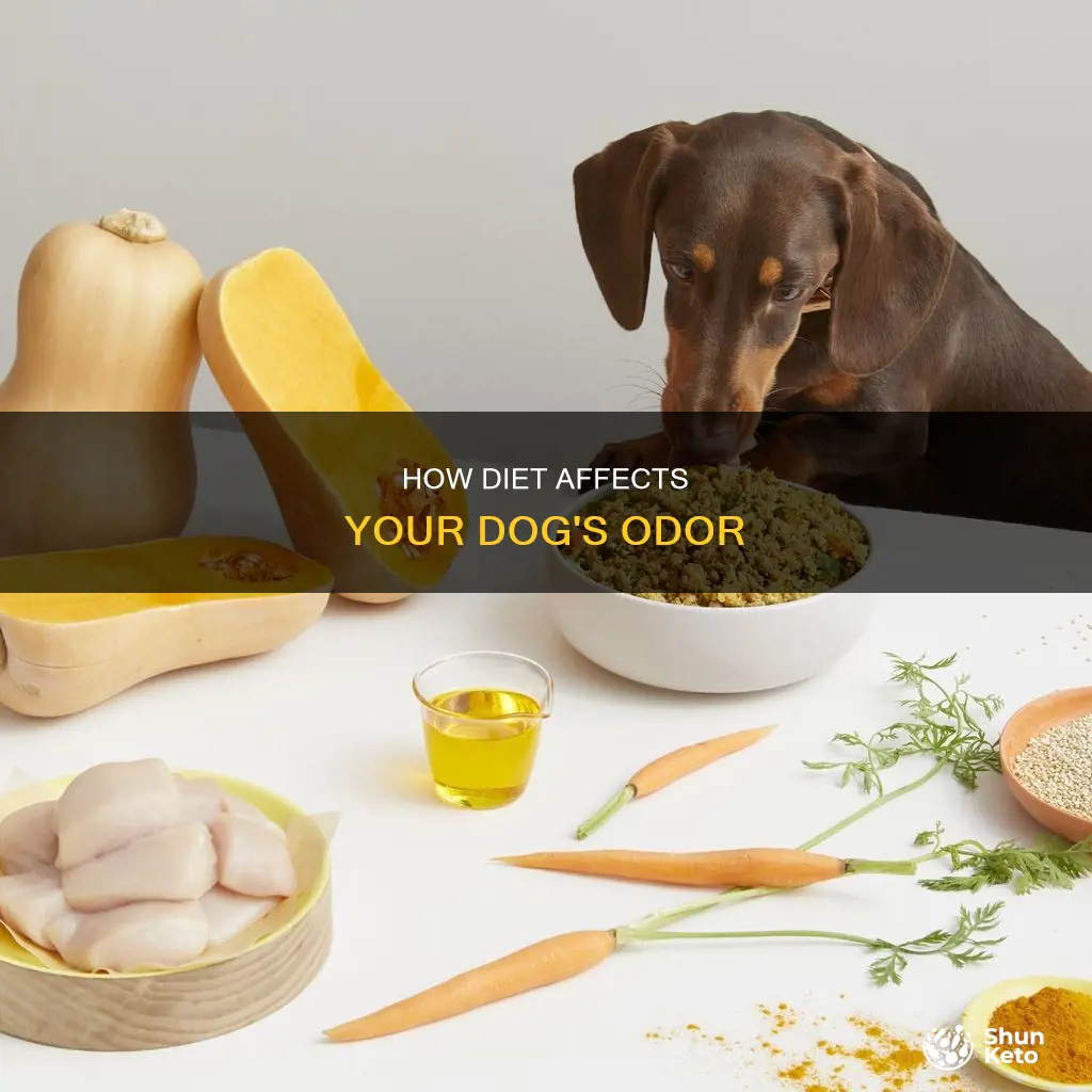 is a dogs stink based off diet