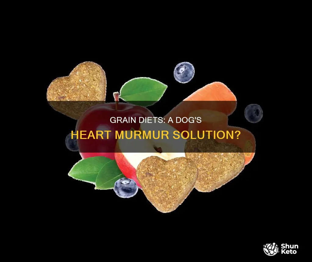 is a grain diet better for dogs with heart murmmur